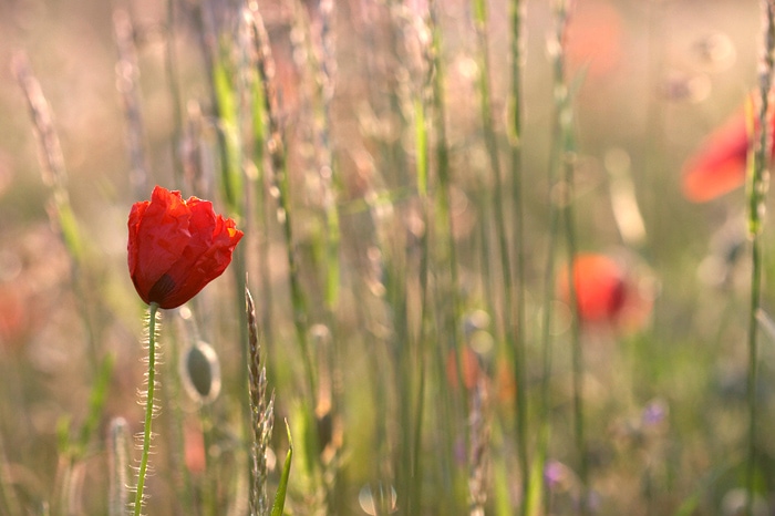 Gentil coquelicot