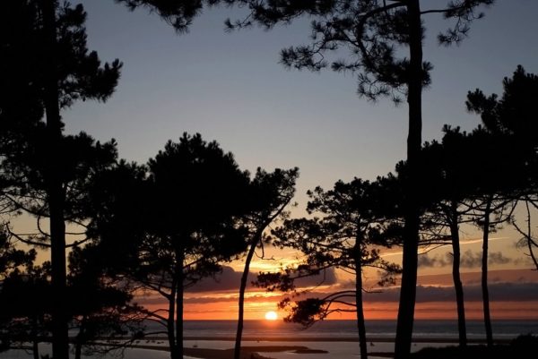 Pins sur la plage