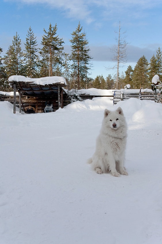 Propulsion canine