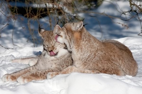 Caresses félines