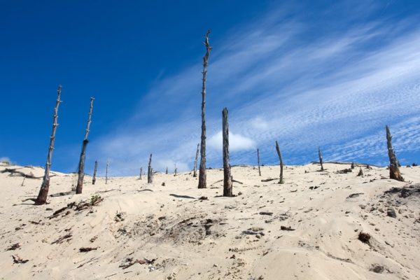 Réchauffement climatique