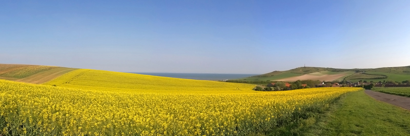 Le Colza est en fleur