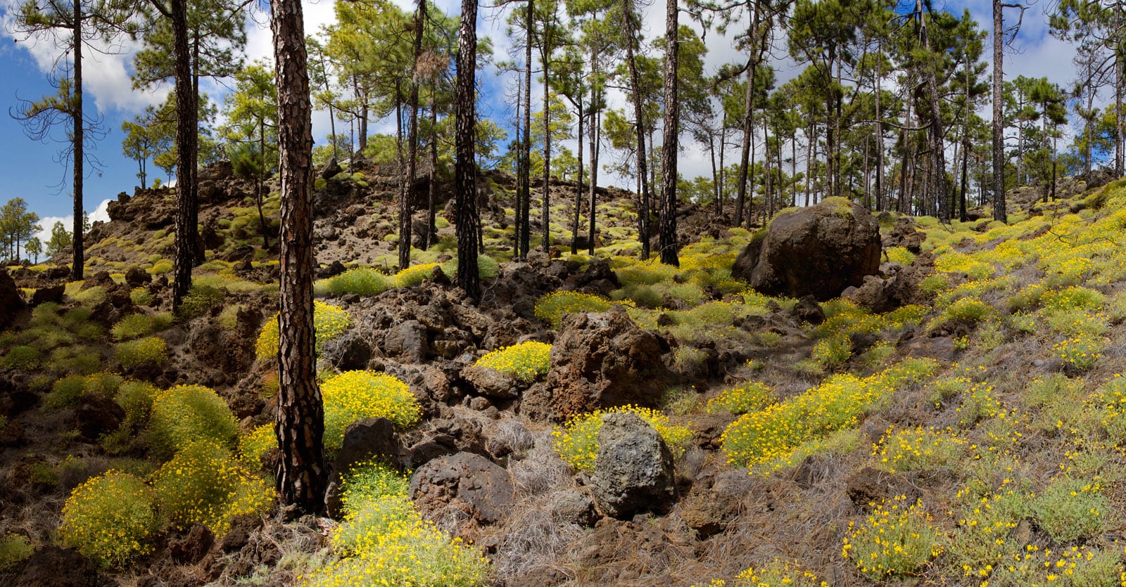 Floraison à Tenerife