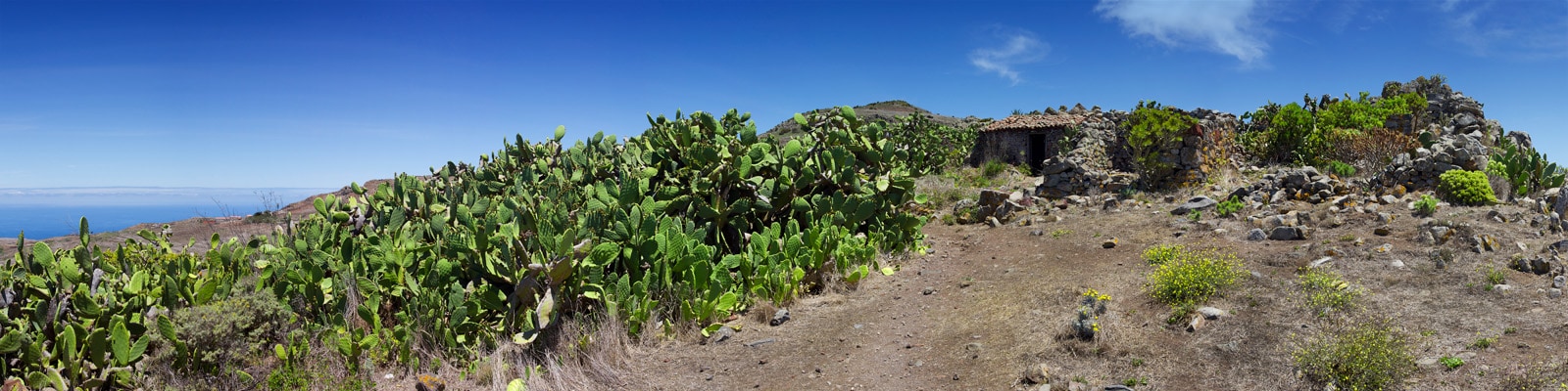 Le Jardin de Cactus