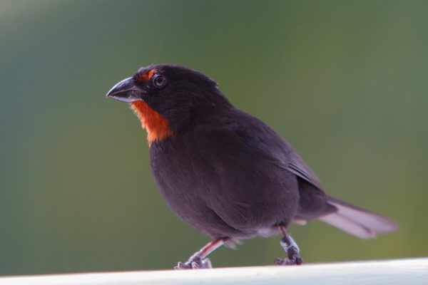 Les oiseaux du jardin