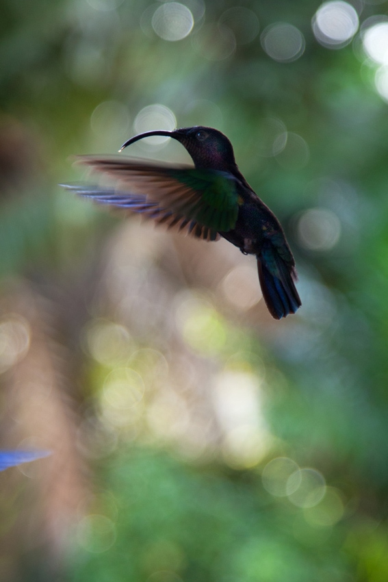 Colibri