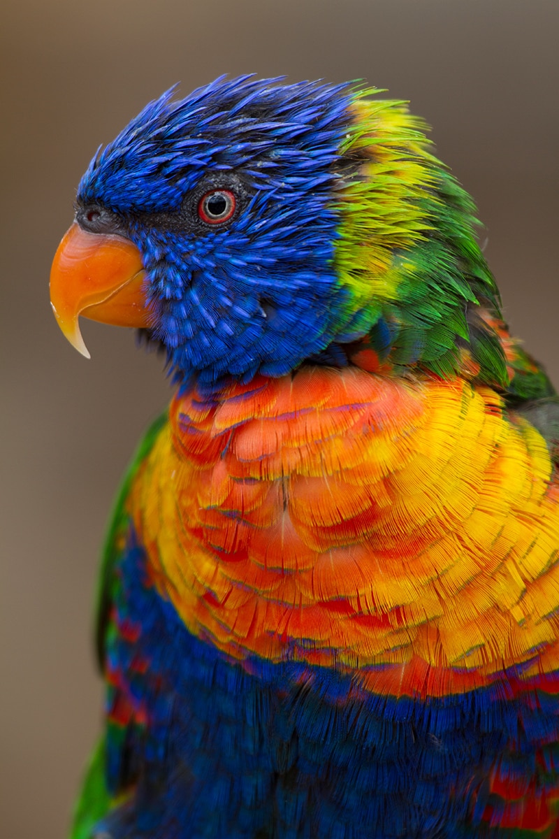 Loriquet à tête bleue