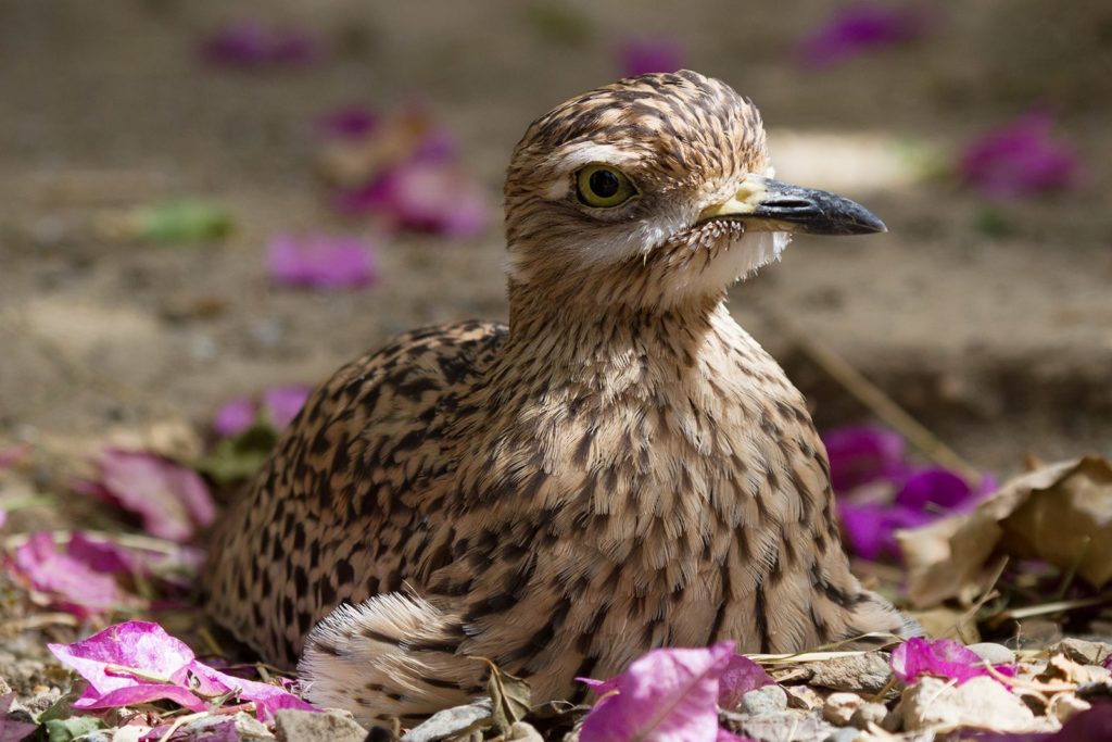 L’Oiseau Inconnu