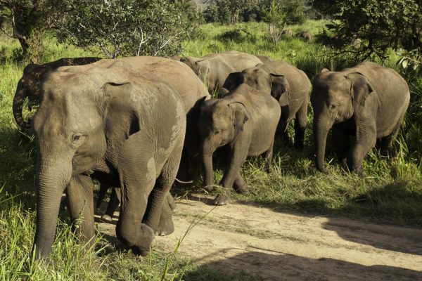 La patrouille des Eléphants