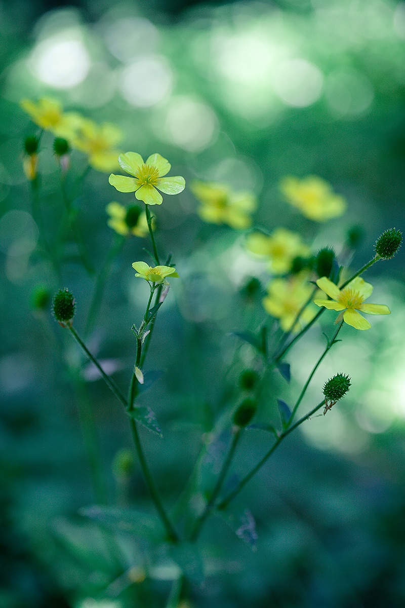 Fleur en sous-bois