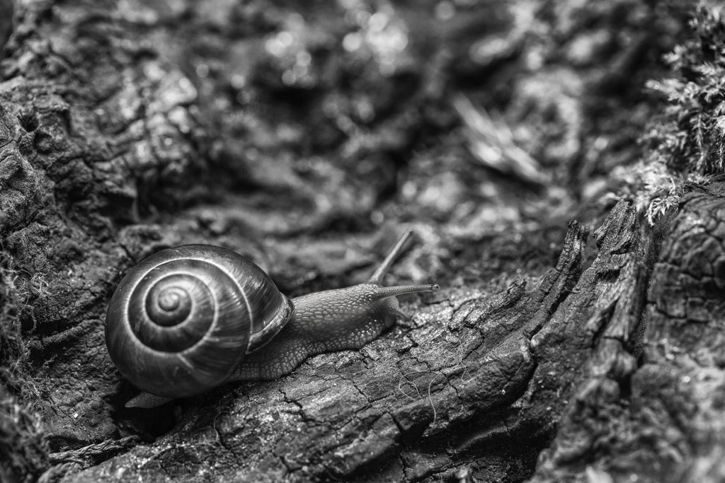 Petit escargot… porte sur son dos…