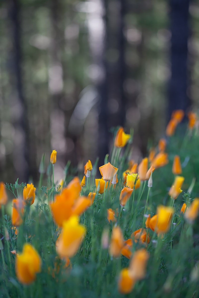 Fleurs et arbres