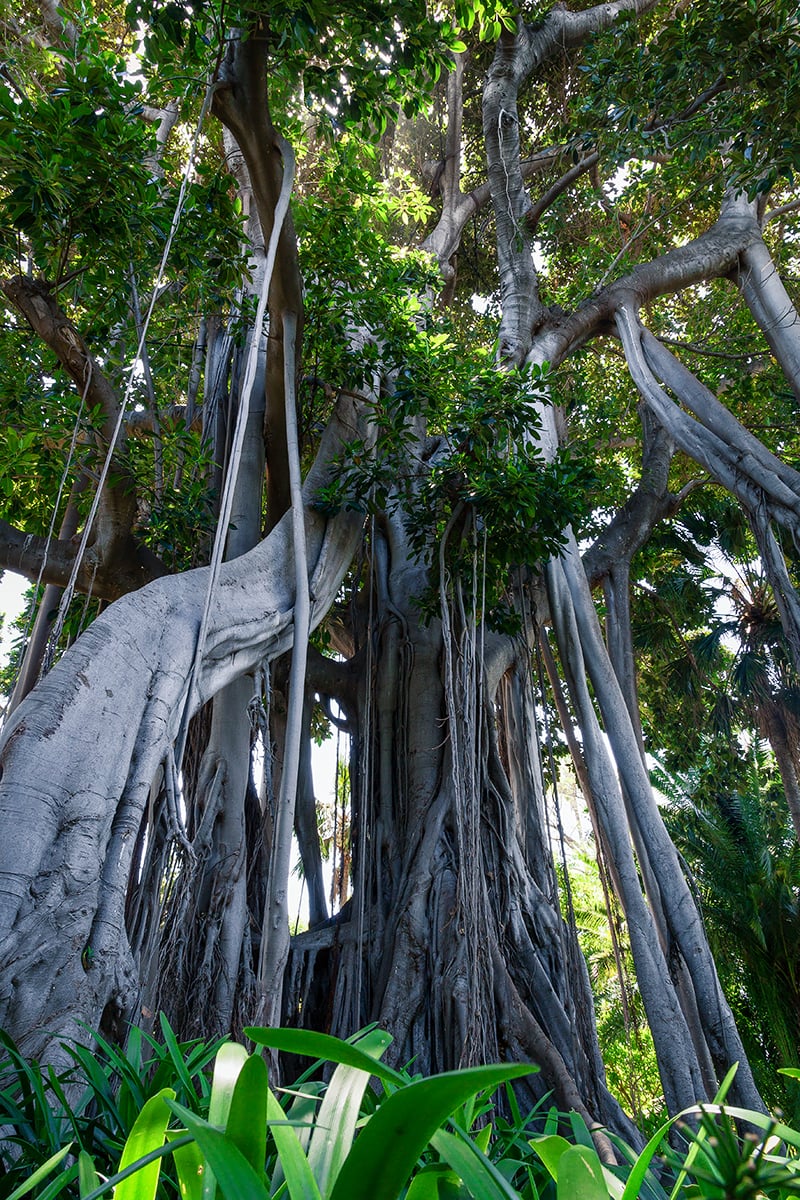 Arbre ou Racine ?