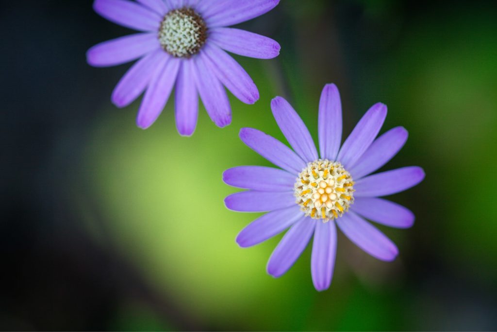 Flore vue du ciel