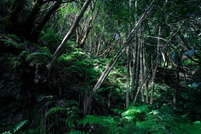 Forêt Primaire