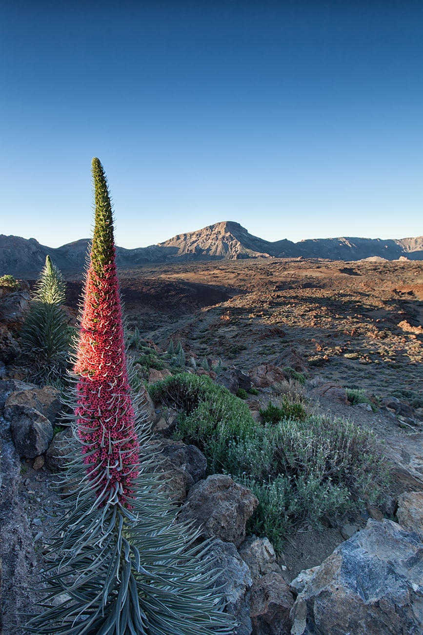 Tajinaste de Tenerife