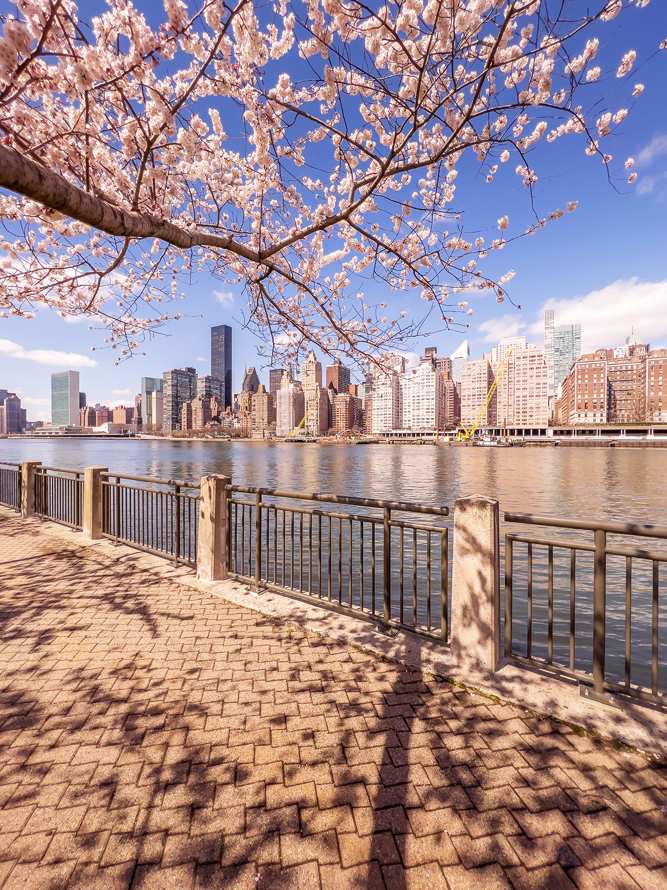 Prémices de Printemps à New-York