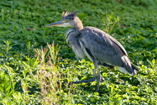 Le Héron de La Fontaine